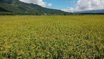 關山鎮良質米產銷班第15班 大片的稻田